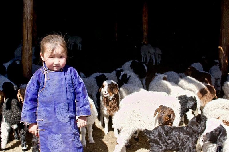Mongolian Child with Sheep